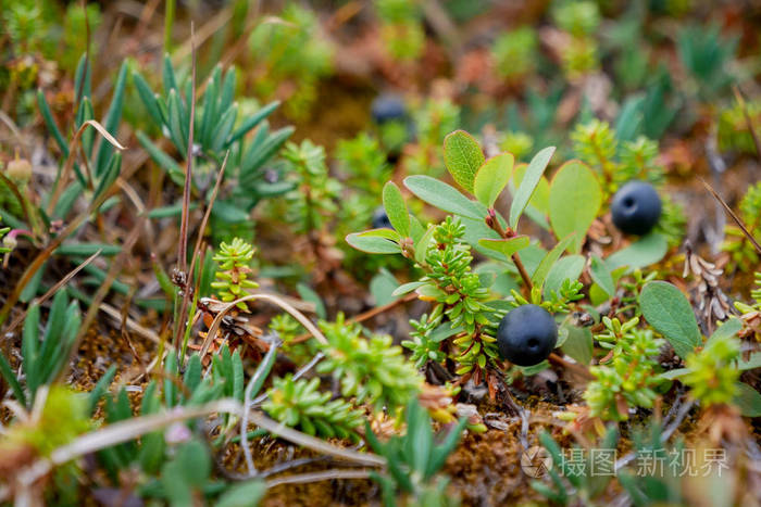 黑色越橘在白色海湾俄罗斯
