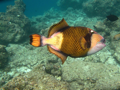 海洋生物在印度洋彩色鱼
