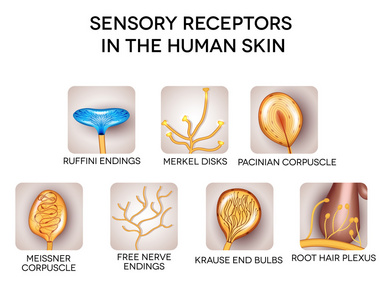 感受器在人体皮肤，详细图解