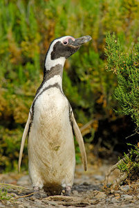 麦哲伦企鹅 Spheniscus magellanicus 在 Patagoni