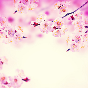粉红色的花春天背景