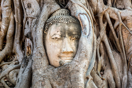 年, 泰国 Mahathat 寺, 大树根大佛雕像