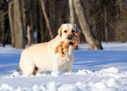黄色拉布拉多犬在冬天用橙色的玩具