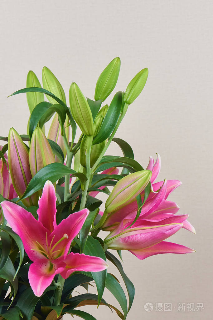 一束美丽的粉红色百合花没有芽绽放.束花.给你心爱的人一个浪漫的礼物