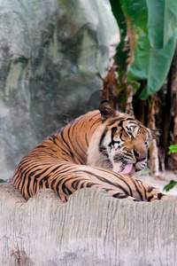 印度支那老虎 虎底格里斯河 corbetti 在泰国动物园