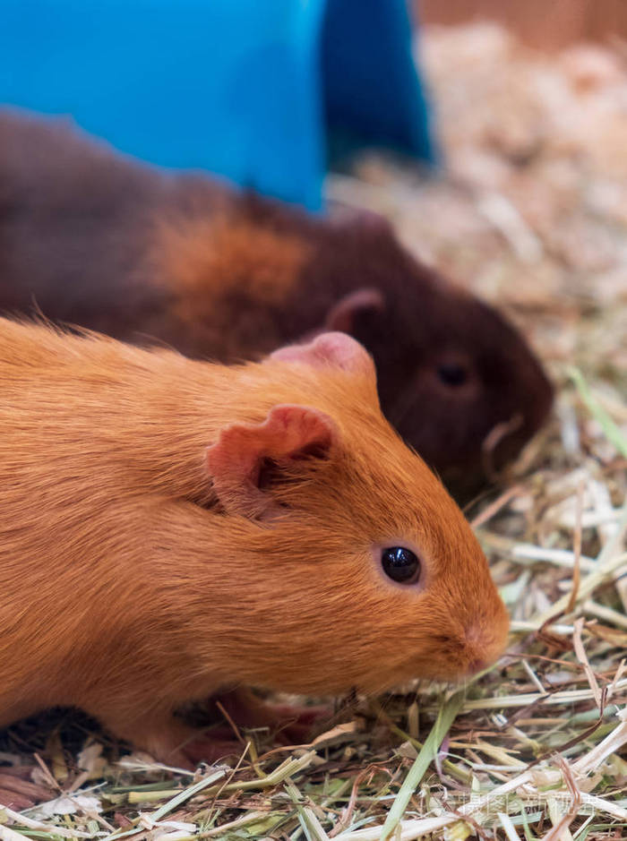 两只豚鼠在宠物店吃草