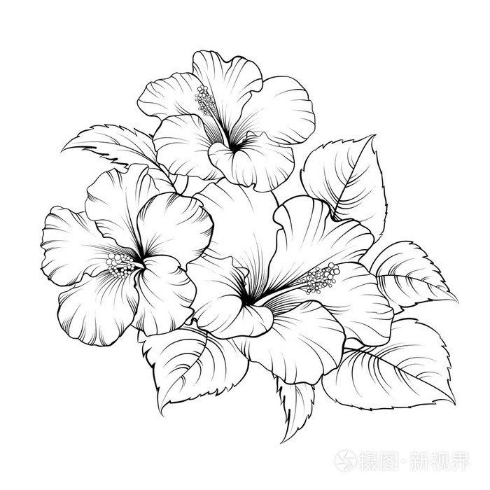 锦葵属植物的花插画-正版商用图片09mbqi-摄图新视界