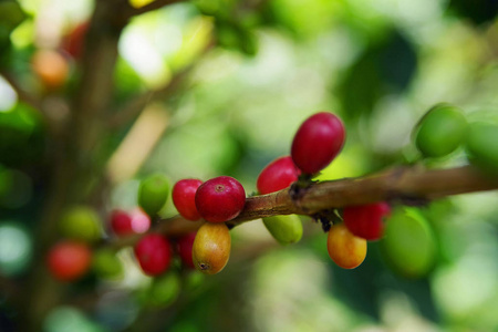 在树枝上长出的绿色咖啡豆。生咖啡豆在咖啡树种植园。特写镜头新鲜的生咖啡豆在树上