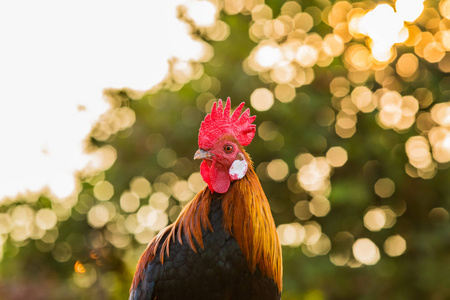 公鸡肖像。美丽的多色公鸡拍照特写