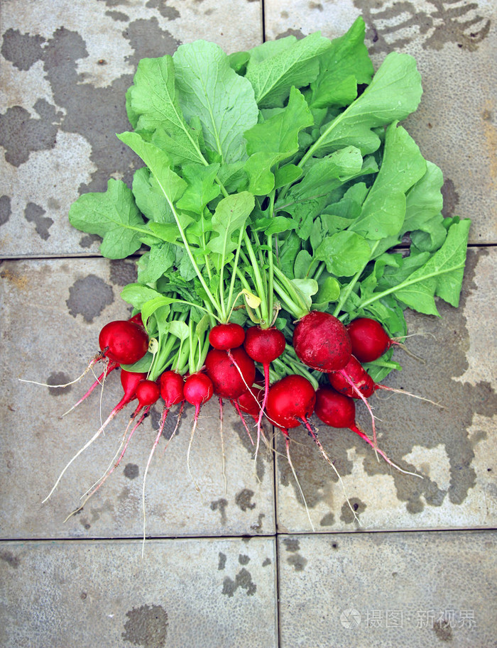 新鲜的红色萝卜叶
