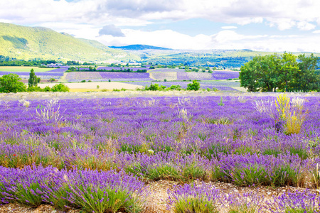 在普罗旺斯，法国的 valensole 附近的薰衣草田