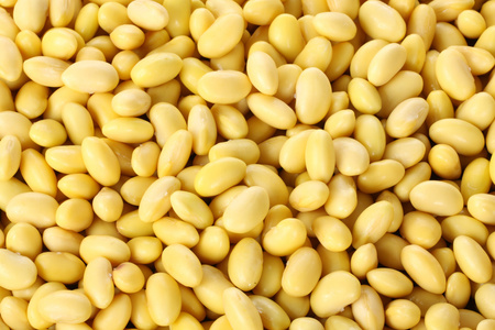 金色的大豆