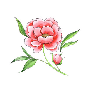 美丽的花.红牡丹照片