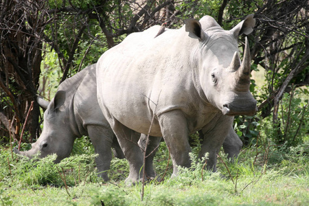 南白犀牛, Ceratotherium simum simum, 在马托波斯国家公园, Zimbawve