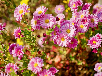 韩国秋菊花风光