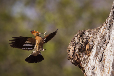 非洲 hoopoe 在克鲁格国家公园, 南非Upupidae Upupa 基利坎贝尔家族的钱币