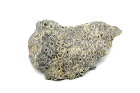 极品白珊瑚化石图片
