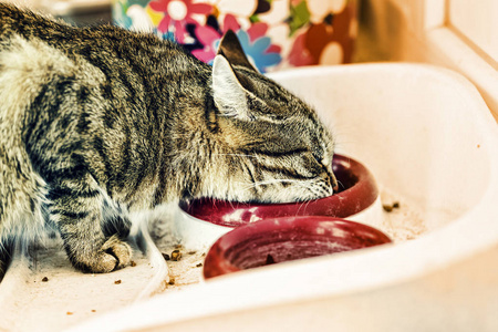 灰色的家养猫在碗里吃食物。特写猫吃食物从一个碗