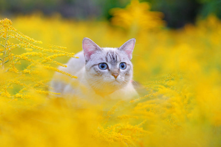 蓝色眼睛小猫在黄色花草甸照片
