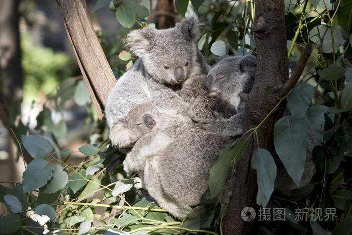 乔伊考拉在树上拥抱在一起照片-正版商用图片09mmzz-摄图新视界