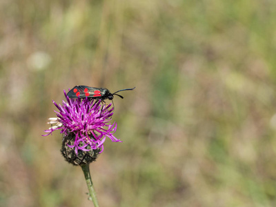 六点伯内特 Zygaena filipendulae 坐在盛开的花朵上