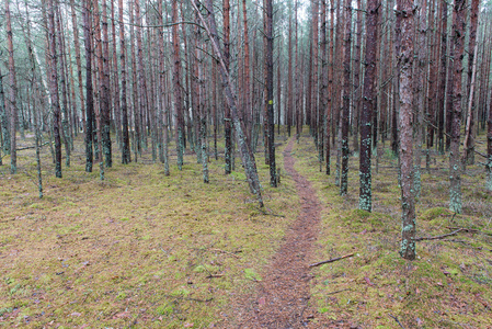 冬季松树林小径
