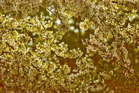 春天布拉格公园美丽的开花植物