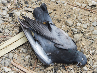 欧亚只的鸽子图片