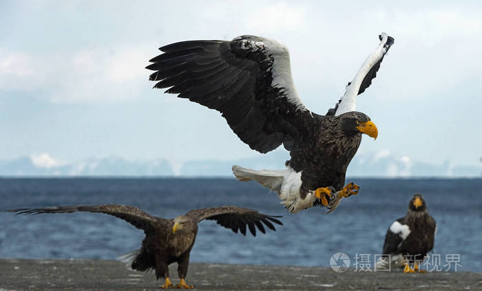 成年史泰勒的海鹰降落在蓝色的天空和海洋。科学名称 haliaeetus pelagicus。冬季