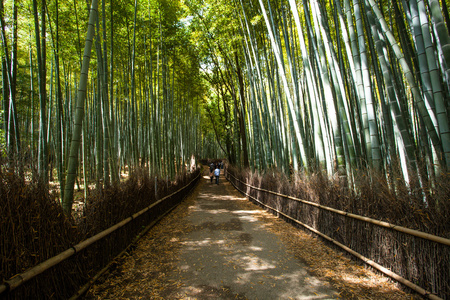 岚山山京都日本著名地标与竹林旅游
