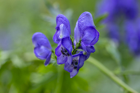 乌头 plicatum 深蓝色花开花, 高开花植物, 一束蓝色的花朵照片