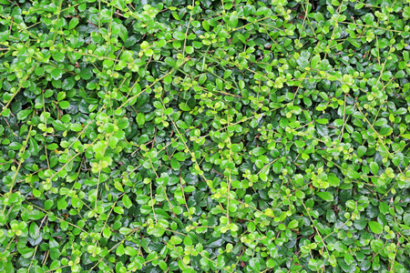 绿叶墙的背景。装饰叶的纹理