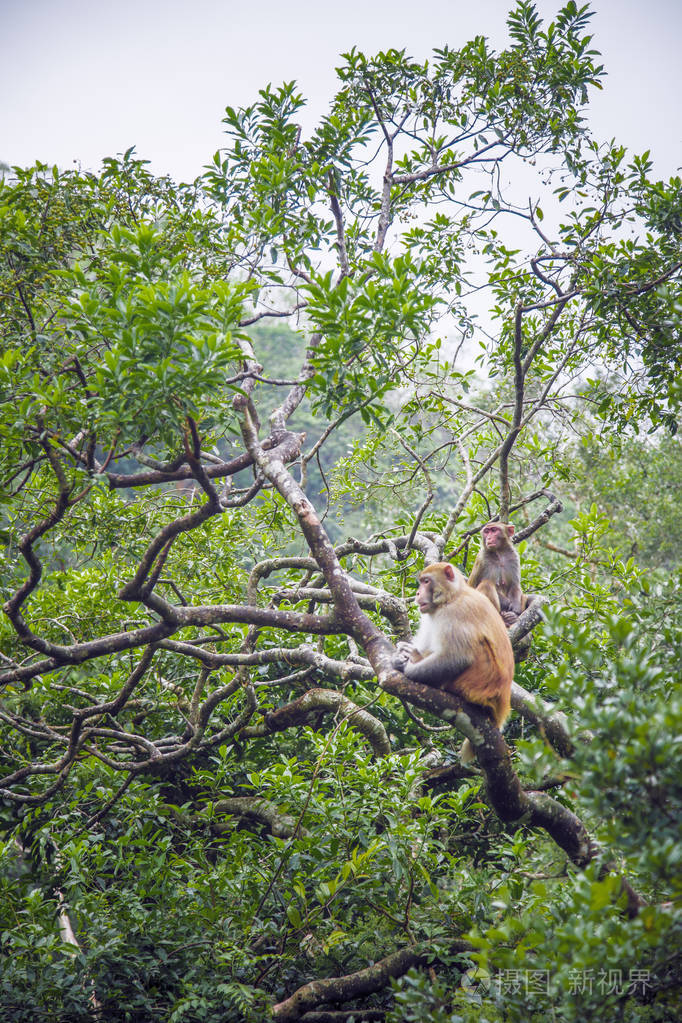 猴子在森林里的树上香港