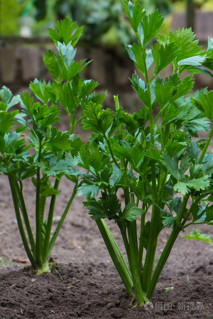 芹菜植物