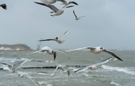海鸥在飞翔, 海鸟张开翅膀照片