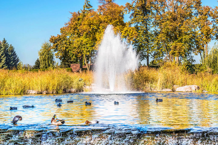 在乌克兰基辅附近的 Mezhigirya 景观公园湖上的喷泉