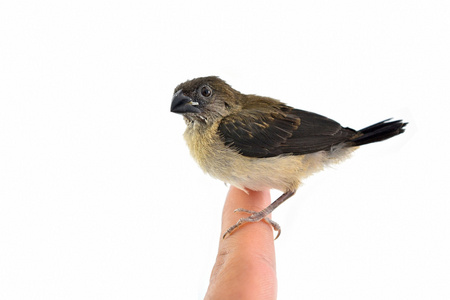 文鸟白腰文鸟鸟照片