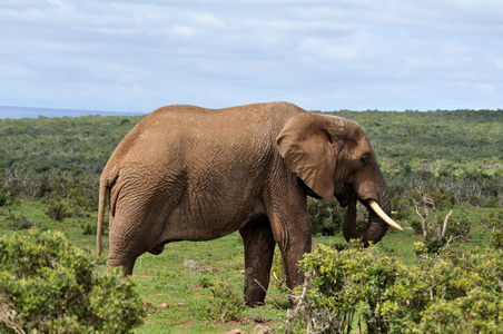 在非洲的非洲象