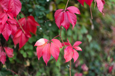 秋季月份10月在德国南部历史名城斯图加特附近的围栏和墙壁上显示五颜六色的红色和绿色叶子