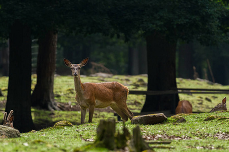 照片来自 Wildpark Betzenberg, 位于德国凯泽斯劳滕市附近