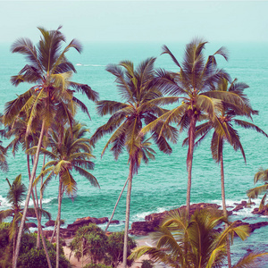 海洋背景下的棕榈树