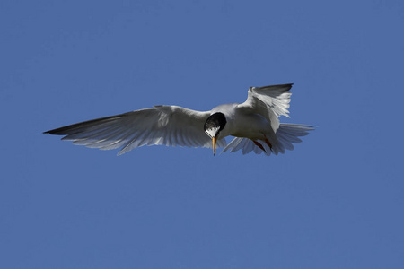 在丹麦的自然栖息地的小燕鸥