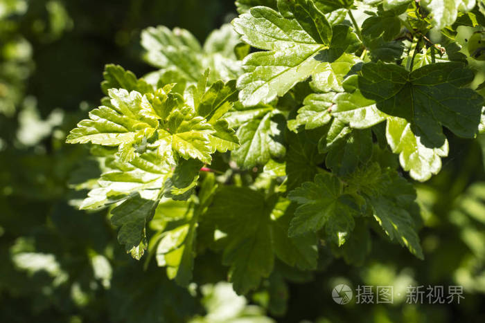 阳光下树枝上的新鲜绿色醋栗