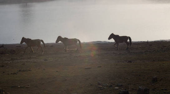 野生马居住在草甸草原, 在 Suoivang 湖, 越南的林东省。还没有纯种马, 生活在高原上的野马1500m