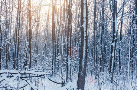 在阳光下的树木上有雪和霜的冬季森林