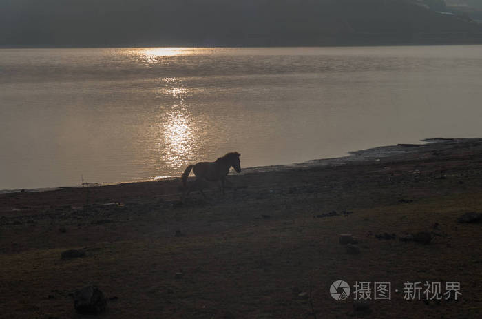 野生马居住在草甸草原, 在 Suoivang 湖, 越南的林东省。还没有纯种马, 生活在高原上的野马1500m