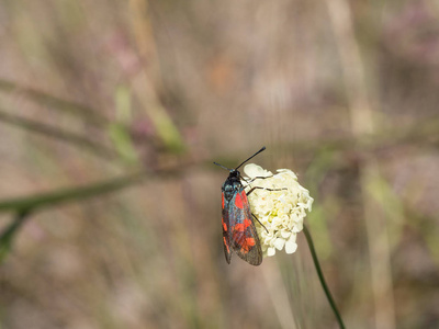 六点伯内特 Zygaena filipendulae 坐在盛开的花朵上