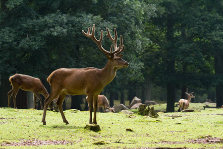 照片来自 Wildpark Betzenberg, 位于德国凯泽斯劳滕市附近