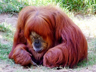 kokeshi 风机和红毛猩猩的菊花红毛猩猩与幼崽的雌性矢量图的猴子