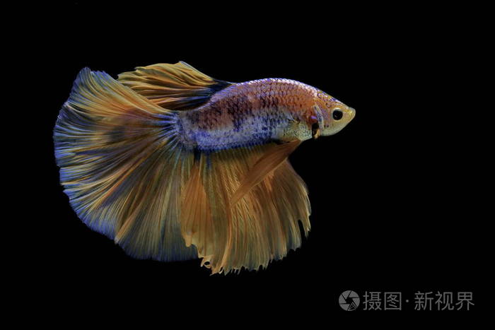 暹罗斗鱼打黄鱼蓝, Betta 芨芨草, Betta 鱼, 半月湾Betta照片-正版商用 